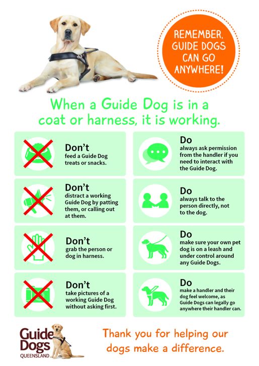 Guide dogs rz