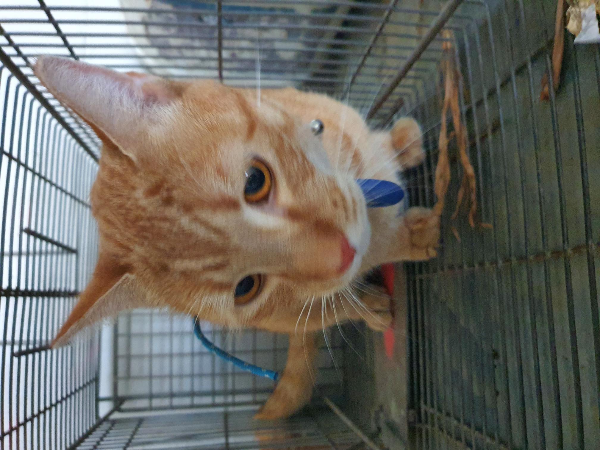 Ginger Cat
