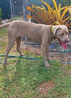 Grey Dog - 8/3/23