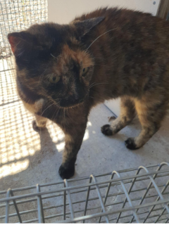 Black & brown cat - 29/4/2025