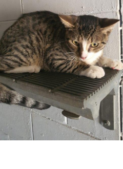 Tabby cat - 30/04/2025