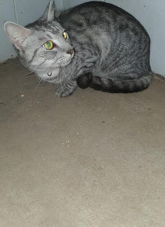 Grey tabby cat - 17/06/2025