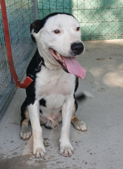 Black & white dog - 31/07/2025