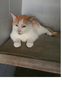 White & ginger cat - 21/08/2025