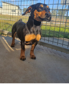 Black & tan dog - 3/9/2025