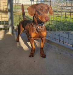 Tan dog - 03/09/2025