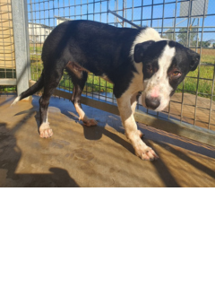 Black & white dog - 3/9/25