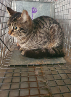 Grey tabby cat - 03/09/2025