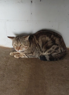 Grey tabby cat - 4/9/25