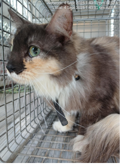 Tortoise shell cat - 4/09/2025