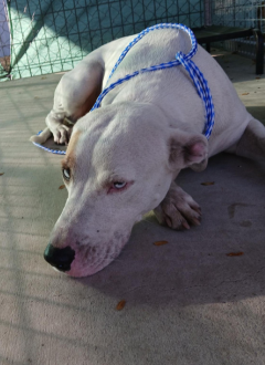 White and Brown Dog